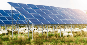 Hidden benefits of solar PV for wildlife-featured image